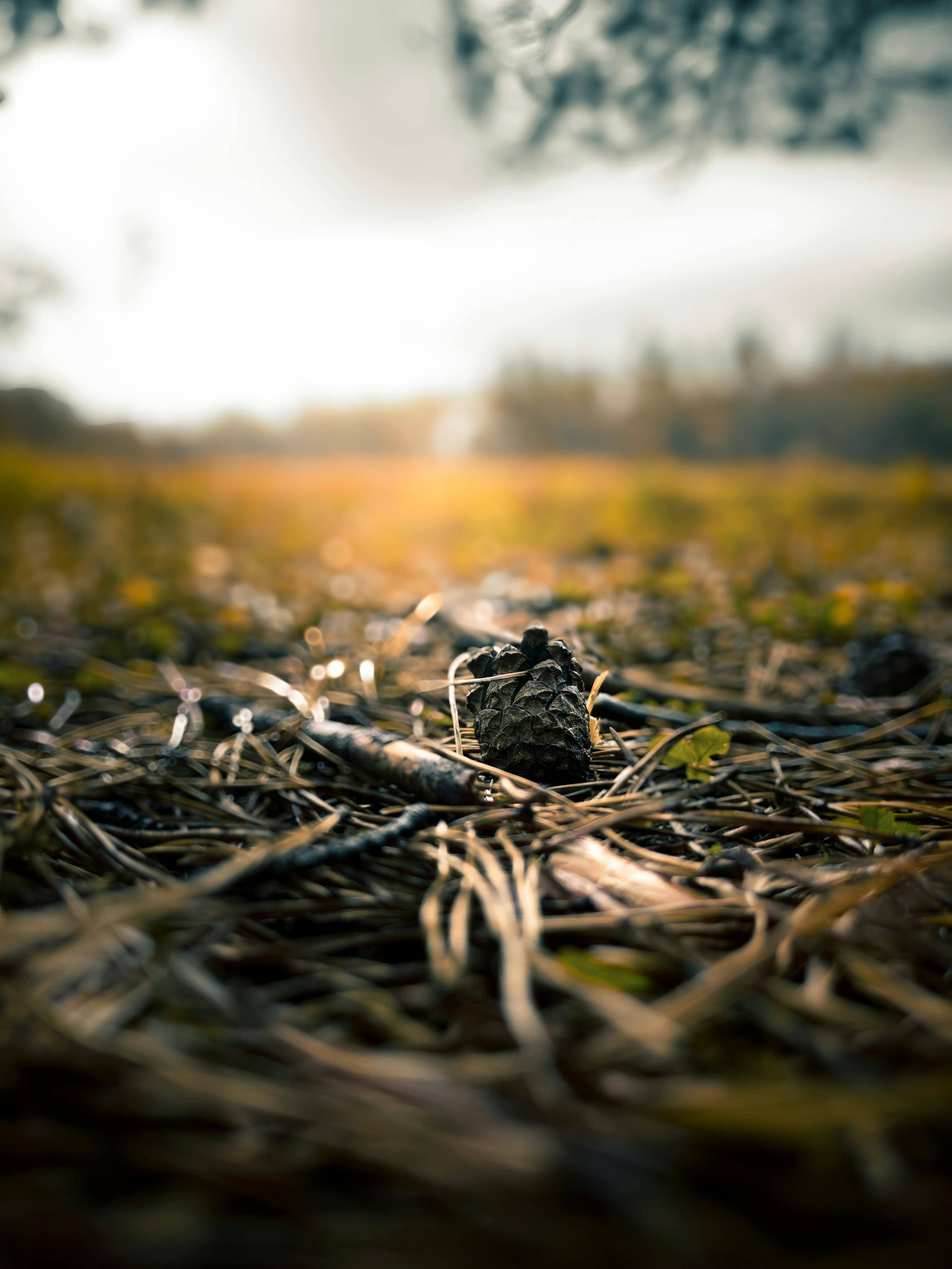 大闸蟹虽迟但到品质更胜一筹CQ9电子好蟹